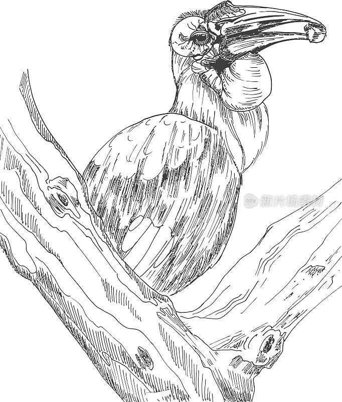 Kaffir Horny Raven在树上。班轮的草图。向量